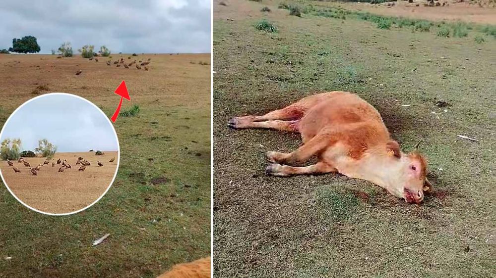 Los buitres devoran viva a una vaca y a su ternero en la provincia de Cáceres: hablamos con el ganadero afectado
