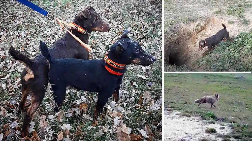 Caza del zorro en madriguera con jagd terrier