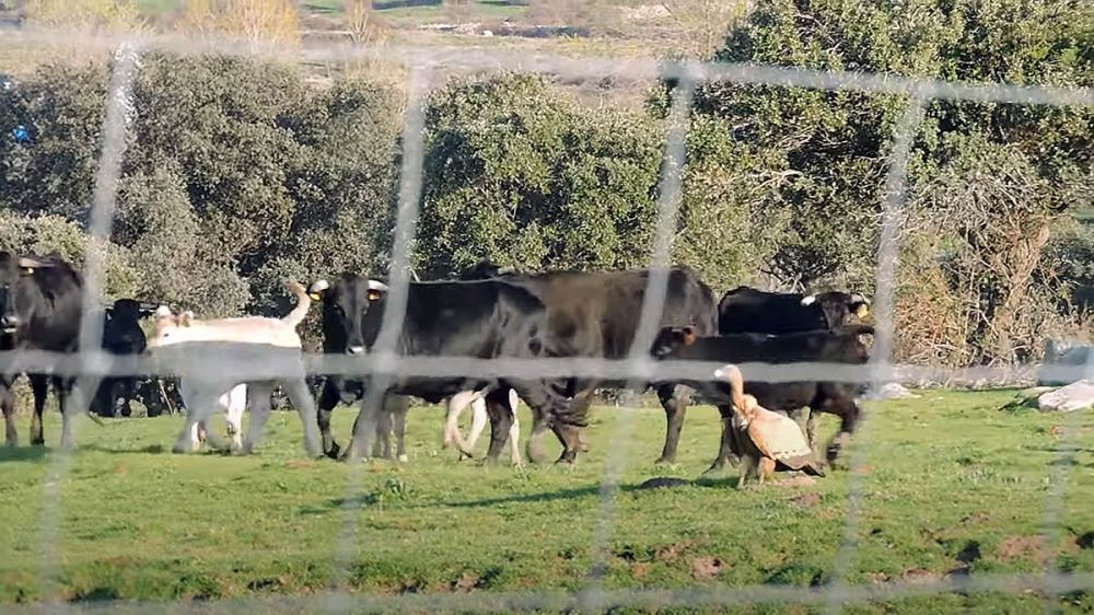 Vacas avileñas embisten a dos buitres leonados en Segovia