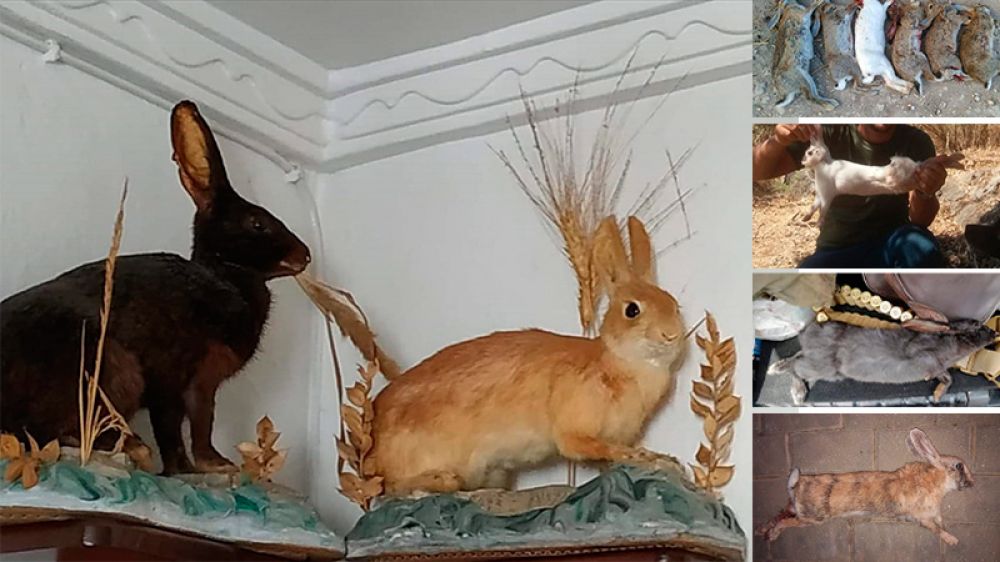 Rubios, negros, melánicos, atigrados… conejos de colores: rarezas de nuestros campos
