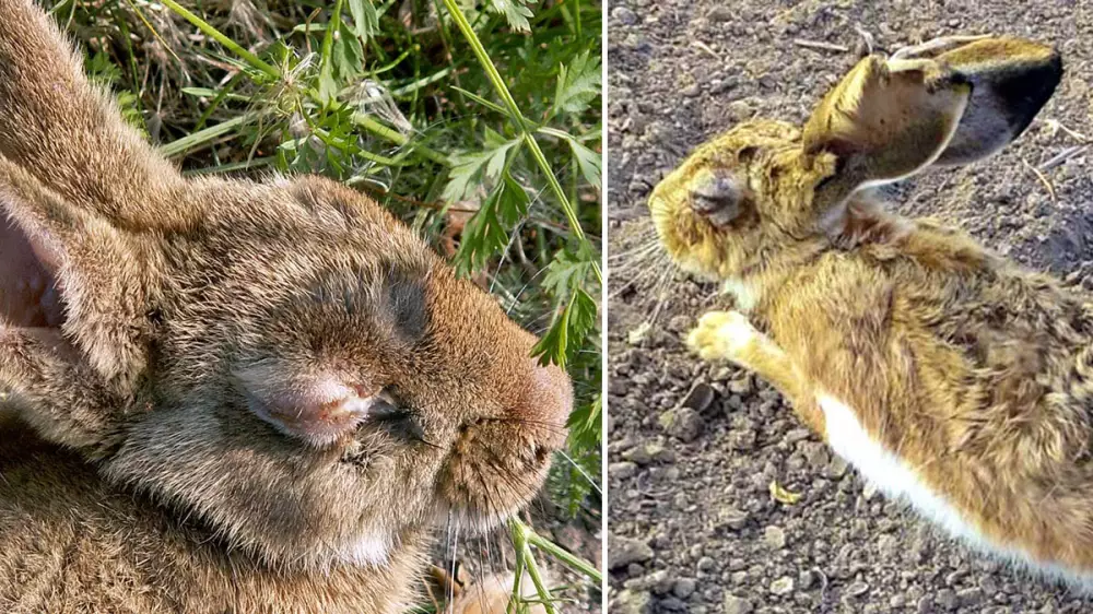 Mixomatosis: ¿se separan las liebres de los hábitats de los conejos después del impacto de la enfermedad?