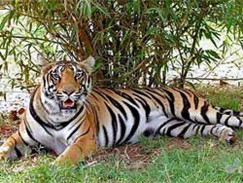 El comercio clandestino acelera la extinción del tigre de Sumatra