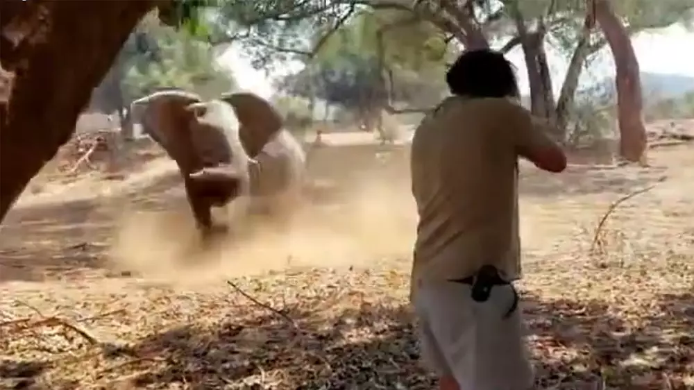 Un elefante carga contra un safari y pone a prueba el temple del guía, que levanta su arma