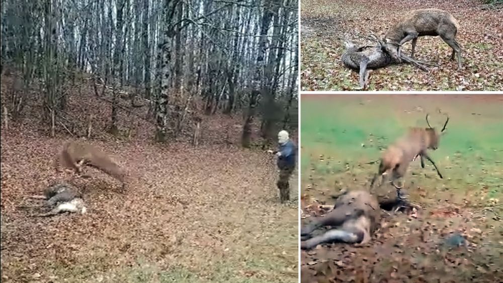 Unos cazadores salvan a un ciervo enredado en la cuerna de otro venado ya muerto