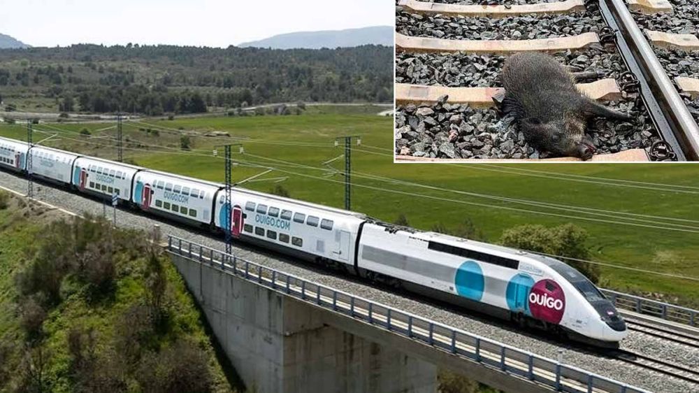 Un tren de la línea AVE entre Madrid y Barcelona choca con un jabalí: 5 horas de retraso