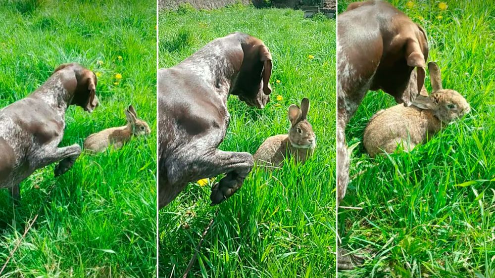 Un braco alemán muestra ante un conejo que no se preocupa por el perro y sigue comiendo hierba
