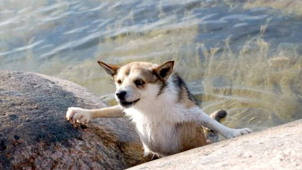 Lundehund noruego, el perro de caza con superpoderes
