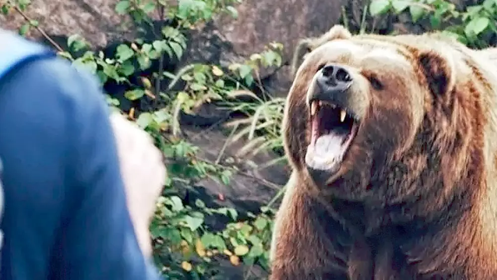 ¿Qué hacer si te ataca un oso?