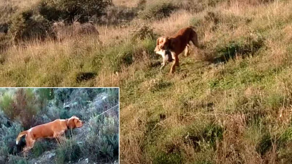 Una muestra interminable ante un conejo