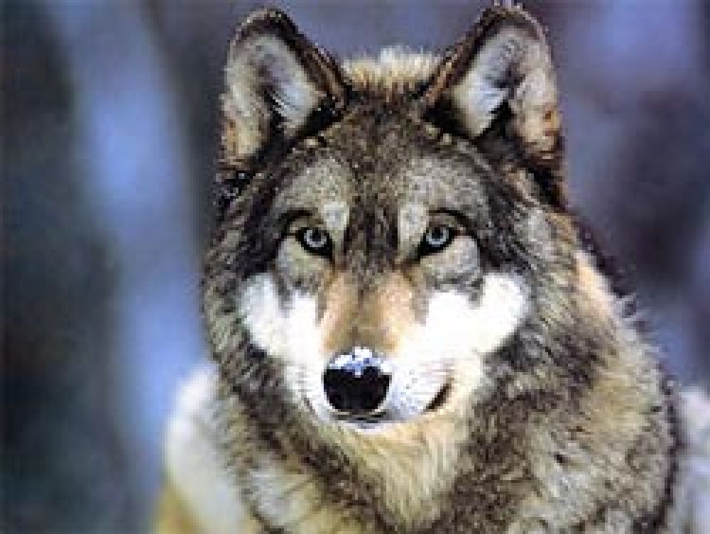 Protestas ecologistas por la autorización para cazar lobos