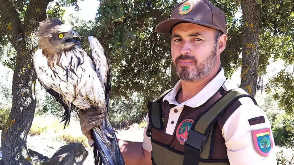 Un guarda rural salva la vida de un águila culebrera que había quedado atrapada en un aljibe