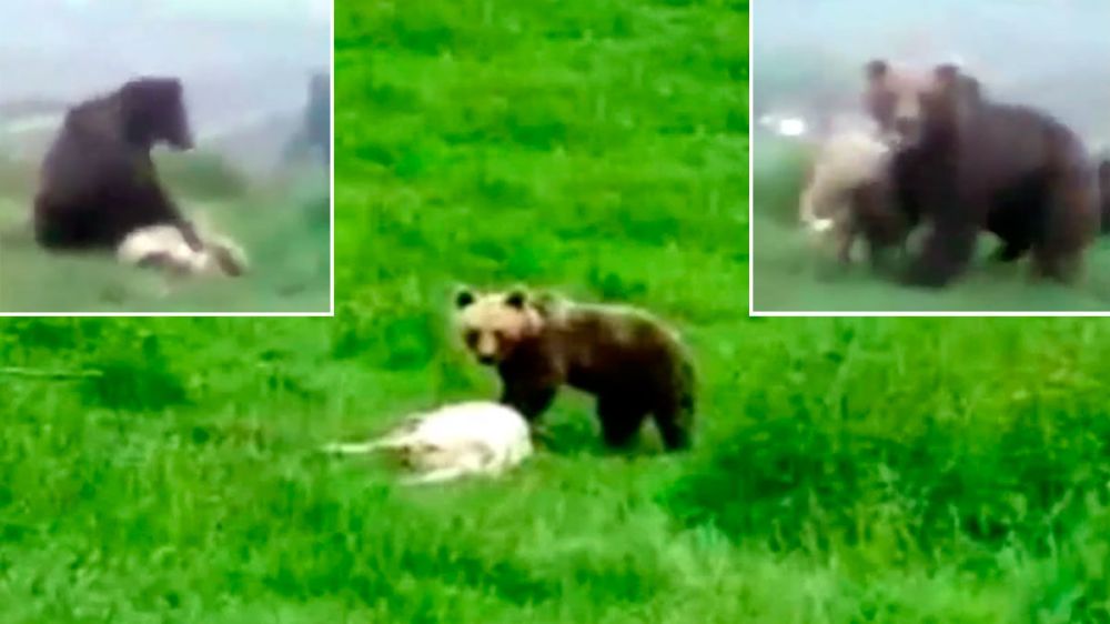 Un pastor graba cómo un gigantesco oso pardo ataca y mata a una de sus ovejas