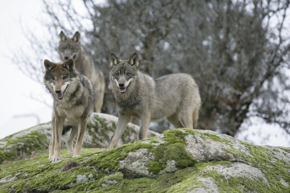 El Parlamento Europeo exige un procedimiento para revisar el estatus de protección del lobo