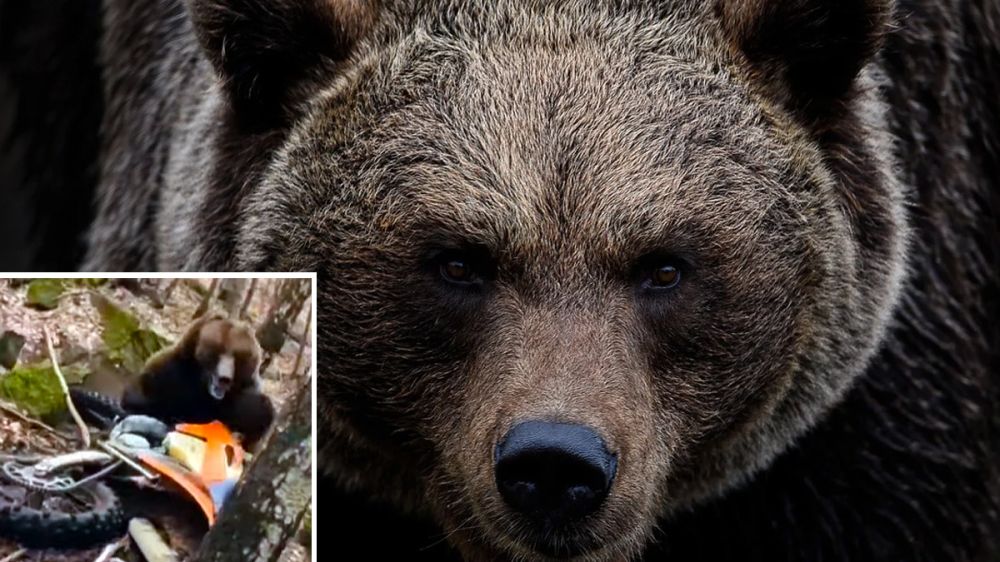 Un motociclista salva la vida milagrosamente tras ser atacado por un oso