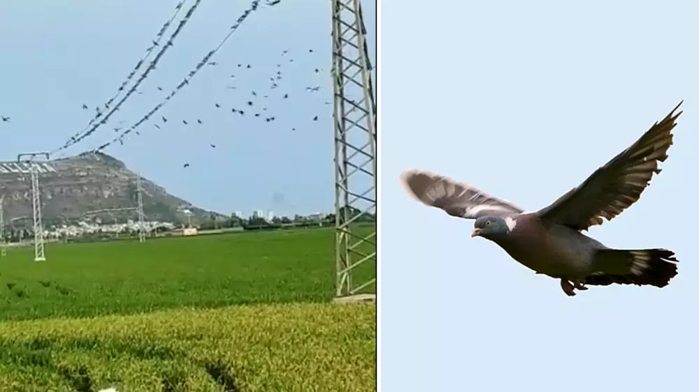 Cientos de palomas torcaces se preparan para devastar un arrozal en la época de recolección