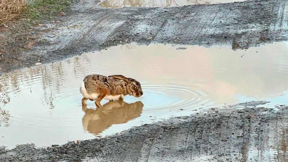 Una liebre con mixomatosis bebe en un charco de agua para paliar los efectos de la enfermedad