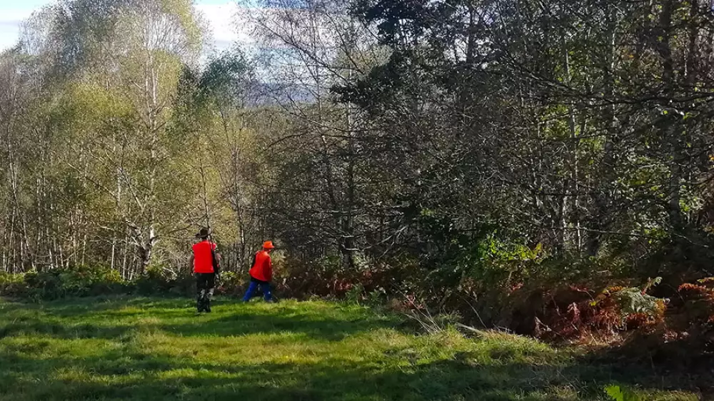 Batidas de jabalí en el occidente asturiano