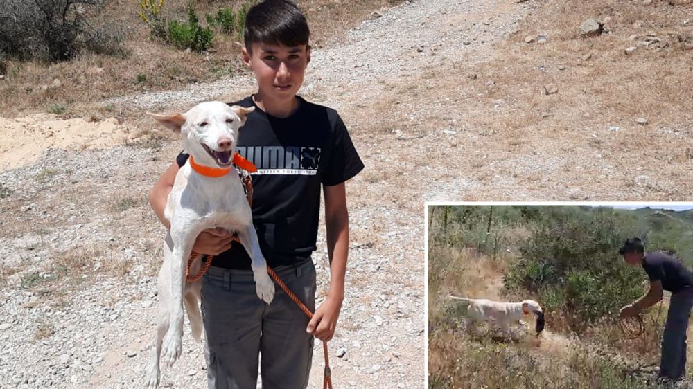 Así caza el podenco campeón de España y de Andalucía junto a su dueño, un niño de 14 años