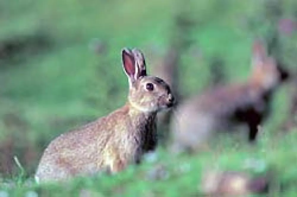 La Generalitat Valenciana utilizará a los cazadores para atajar la plaga de conejos