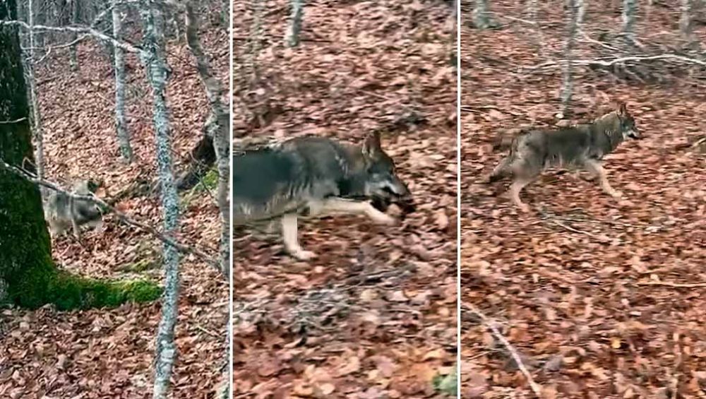 Un lobo pasa a escasos metros del cañón del arma de un cazador en una batida de jabalíes