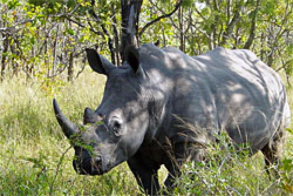 Roban por encargo el trofeo de una cabeza de rinoceronte