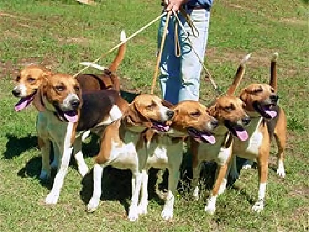 Pruebas de Trabajo para perros de rastro sobre caza salvaje