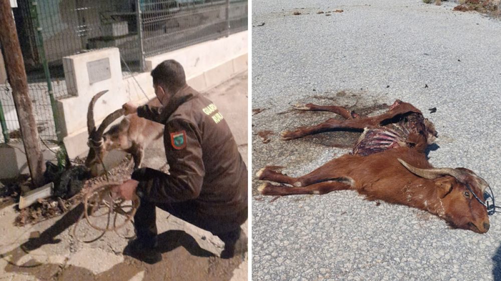 Perros asilvestrados matan cabras montesas y domésticas en Málaga