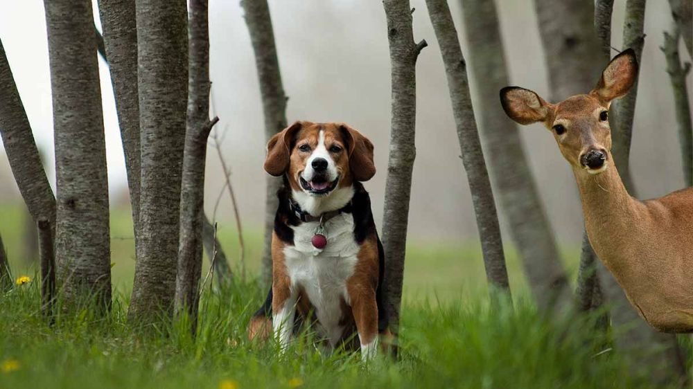 El beagle con menos instinto de caza del mundo
