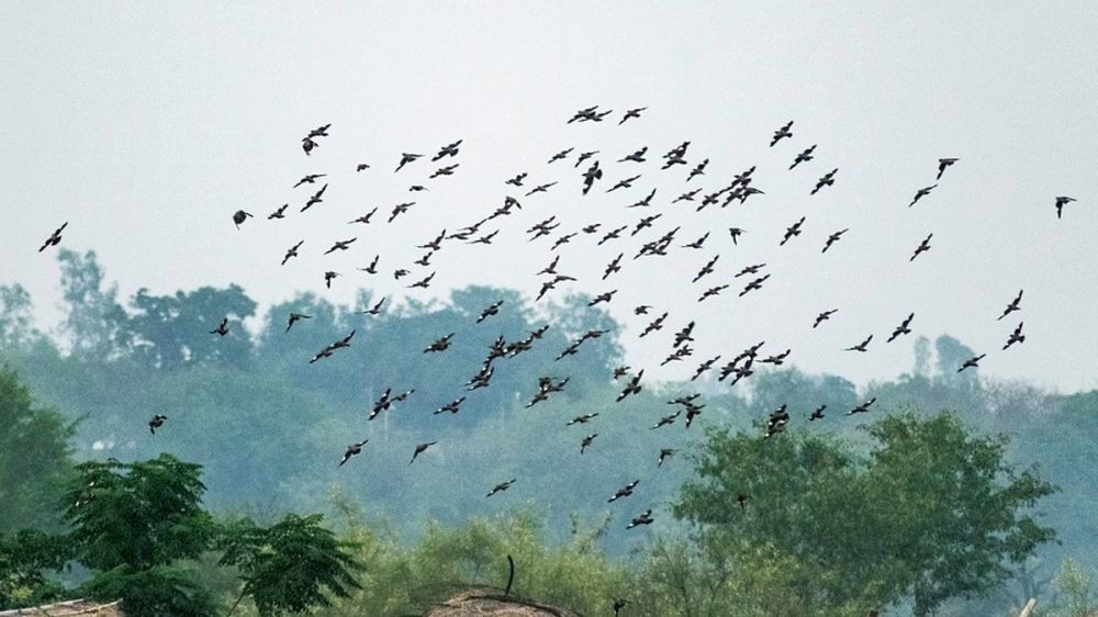 Más de dos semanas de retraso en la llegada de las palomas torcaces migratorias a España