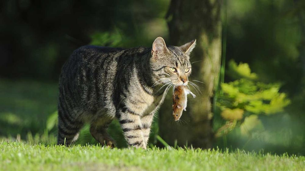 Nuevas pruebas de la amenaza de los gatos al medio natural