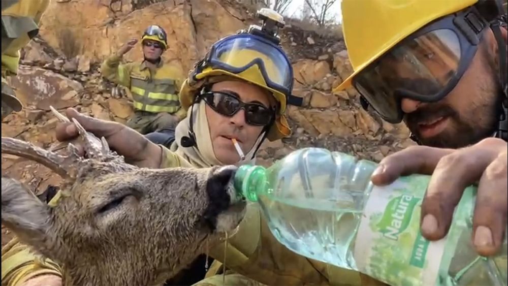 Una brigada antiincendios salva a un corzo deshidratado que encuentran en el monte quemado