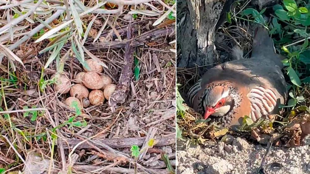 Encuentra un nido con nueve huevos de perdiz a principios de marzo