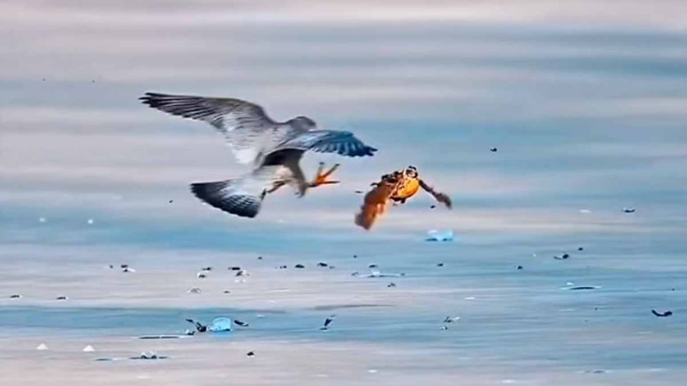 El perfecto ataque de un halcón a una codorniz