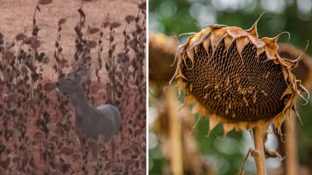 Puede ser la primera vez que se grabe algo así: un corzo come pipas de un girasol