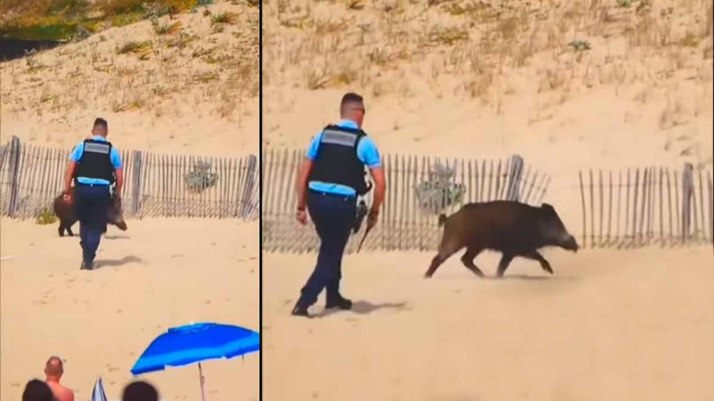 Un jabalí se pasea por una playa llena de gente en Italia hasta que un policía saca la porra