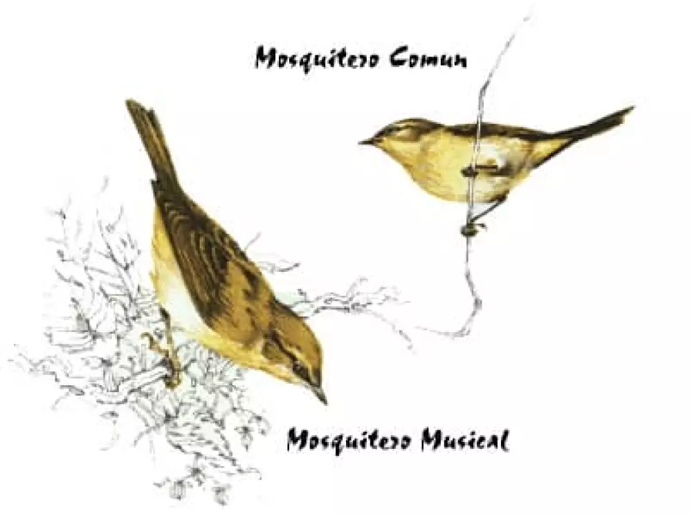 Mosquitero Común y Musical