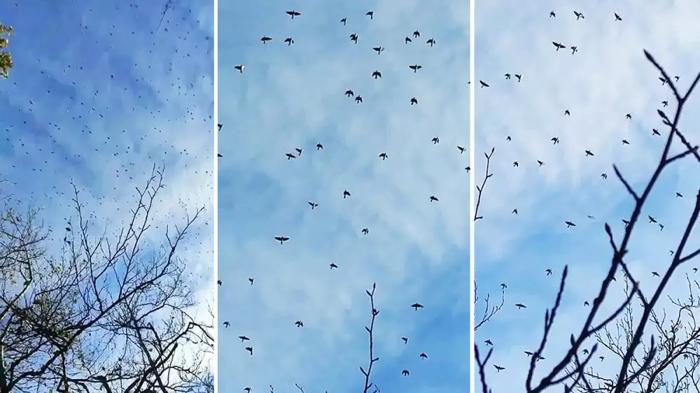 Más de 1.400.000 palomas nublan los cielos pirenaicos
