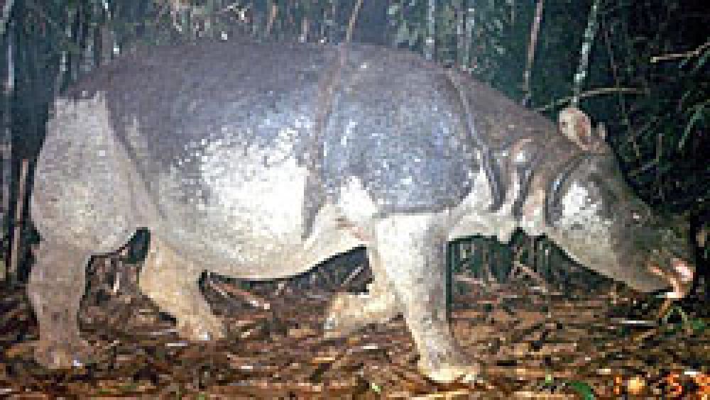 Confirmada la muerte del último ejemplar de rinoceronte de Java
