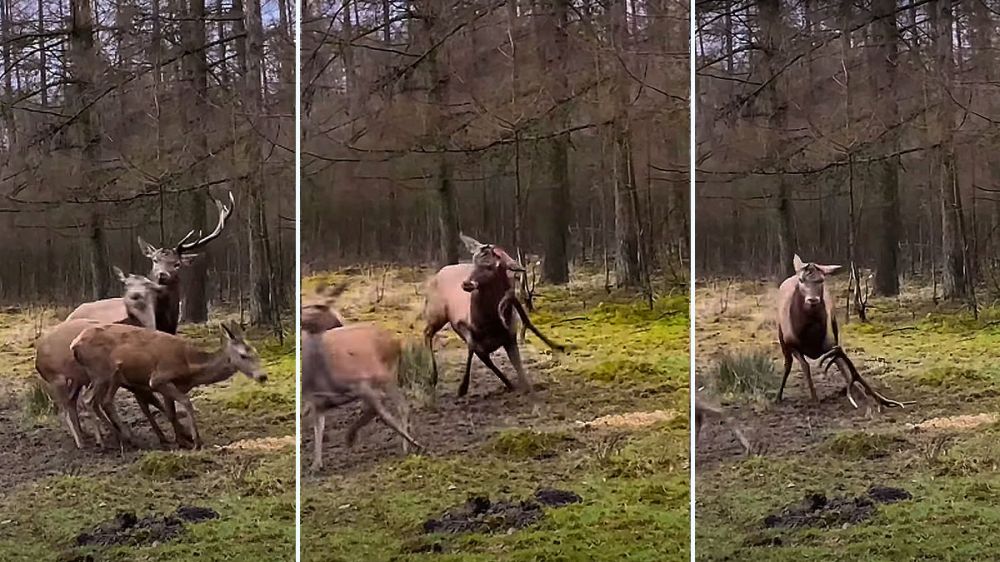 Un ciervo pierde su cuerna y queda grabado en un impactante vídeo