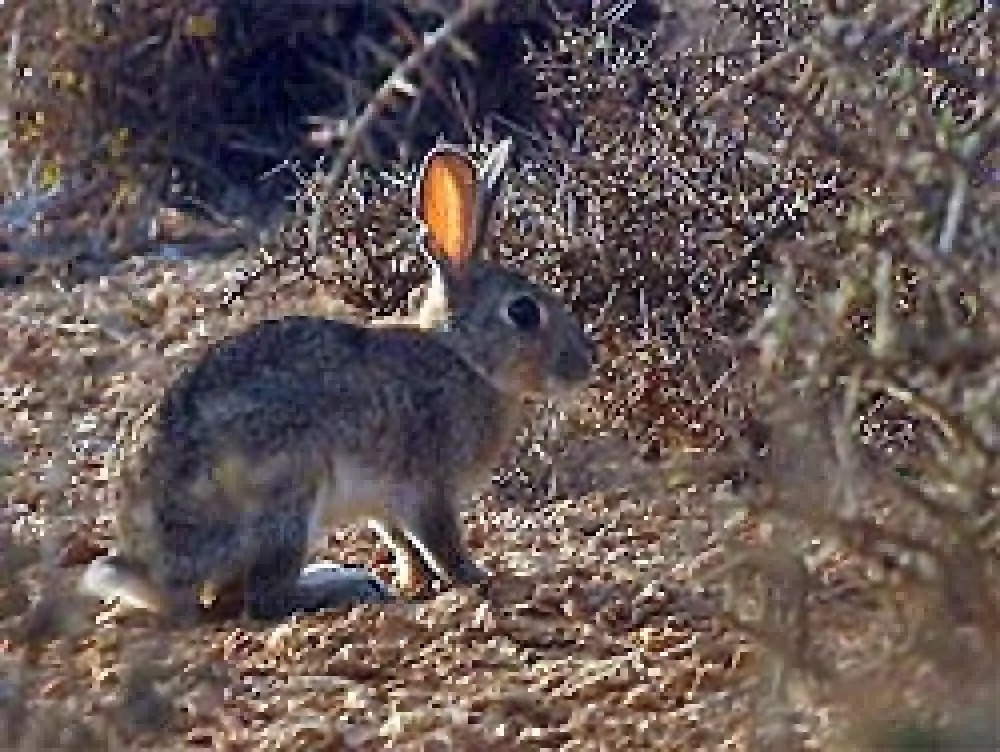AVA organiza una cacería de conejos con hurón en la Vall d’Albaida