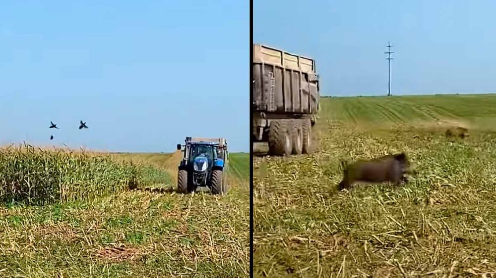 En vídeo: primero faisanes y después una piara de jabalíes sorprenden a los agricultores en un maizal