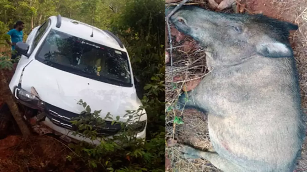 Un conductor muere al chocar con un jabalí