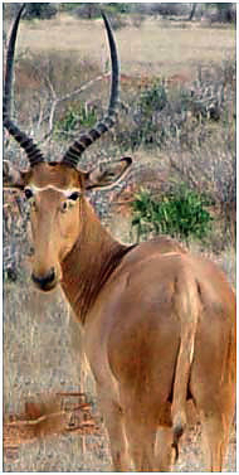 Asegurada la supervivencia del Hirola o antílope de Hunter