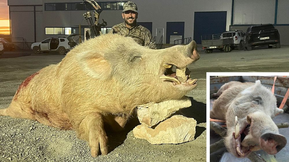 Un veterinario confirma que el jabalí de casi 200 kilos abatido ayer es un híbrido con cerdo doméstico