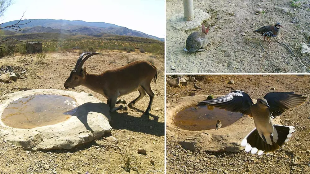 Agua y alimento para los animales del monte: esta ronda la pagan los cazadores