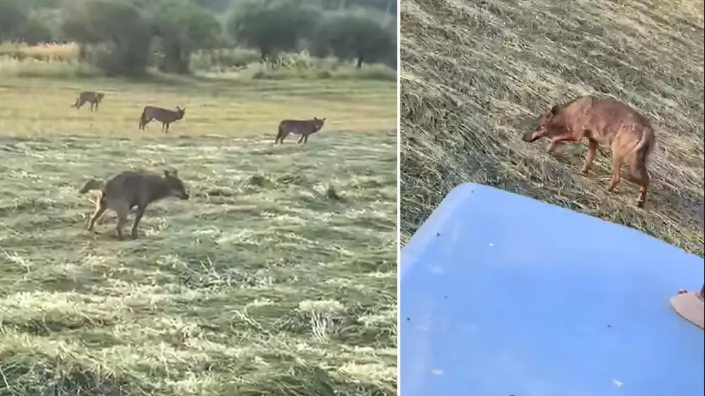  lobos rodean tractor agricultor