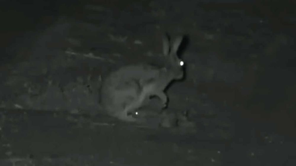 Una liebre amamanta a sus dos crías en la oscuridad de la noche