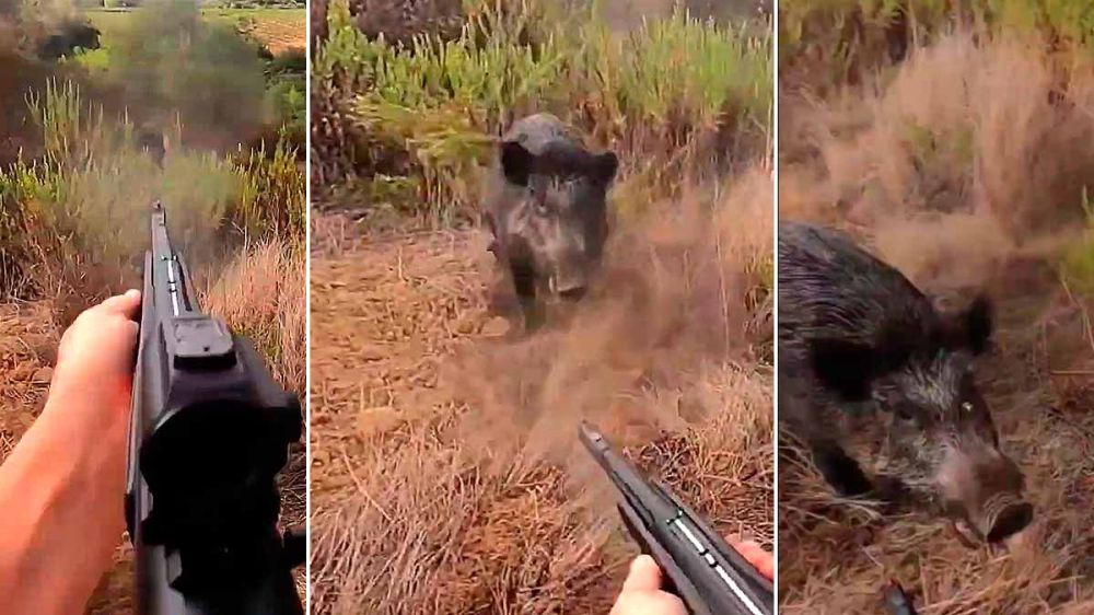 Un enorme jabalí se lleva por delante a un cazador que no consigue pararlo con varios disparos