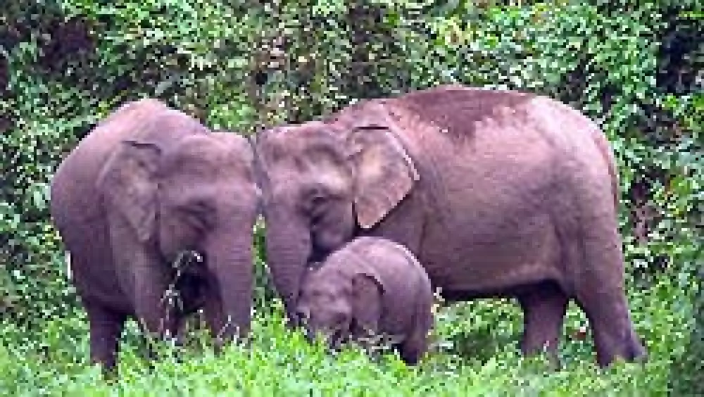 Un radio-rastreo descubre las amenazas que afronta el elefante pigmeo de Borneo