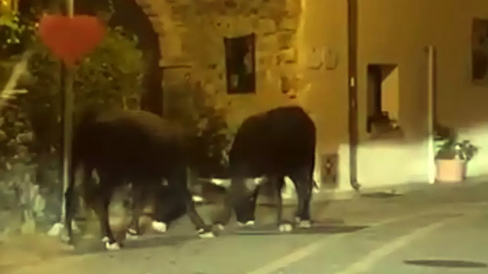 Graban dos toros jóvenes peleándose en una calle en plena noche